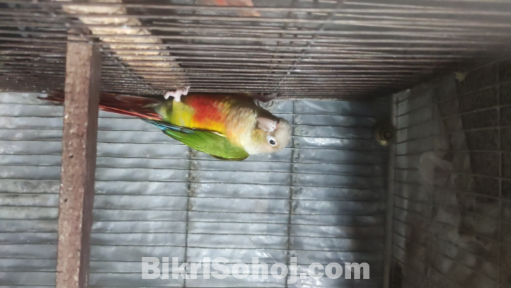 Cunor full adult pair